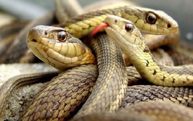 Mơ thấy 3 con rắn điềm báo tốt hay xấu?