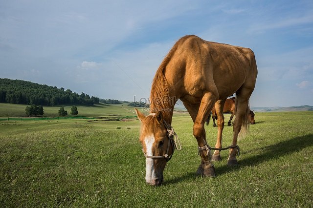 Mơ thấy ngựa đang ăn cỏ sắp gặt hái kết quả của sự nỗ lực