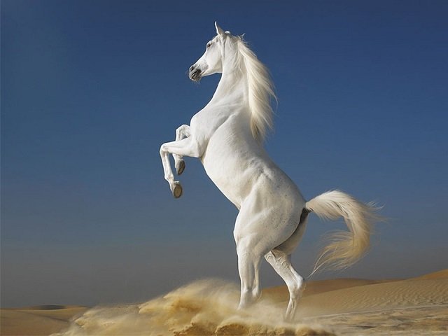 Nằm mơ thấy ngựa trắng nói lên sức mạnh tiềm ẩn